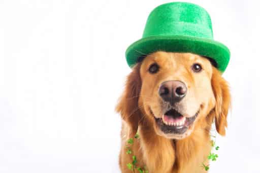 St. Patrick's Day Dog