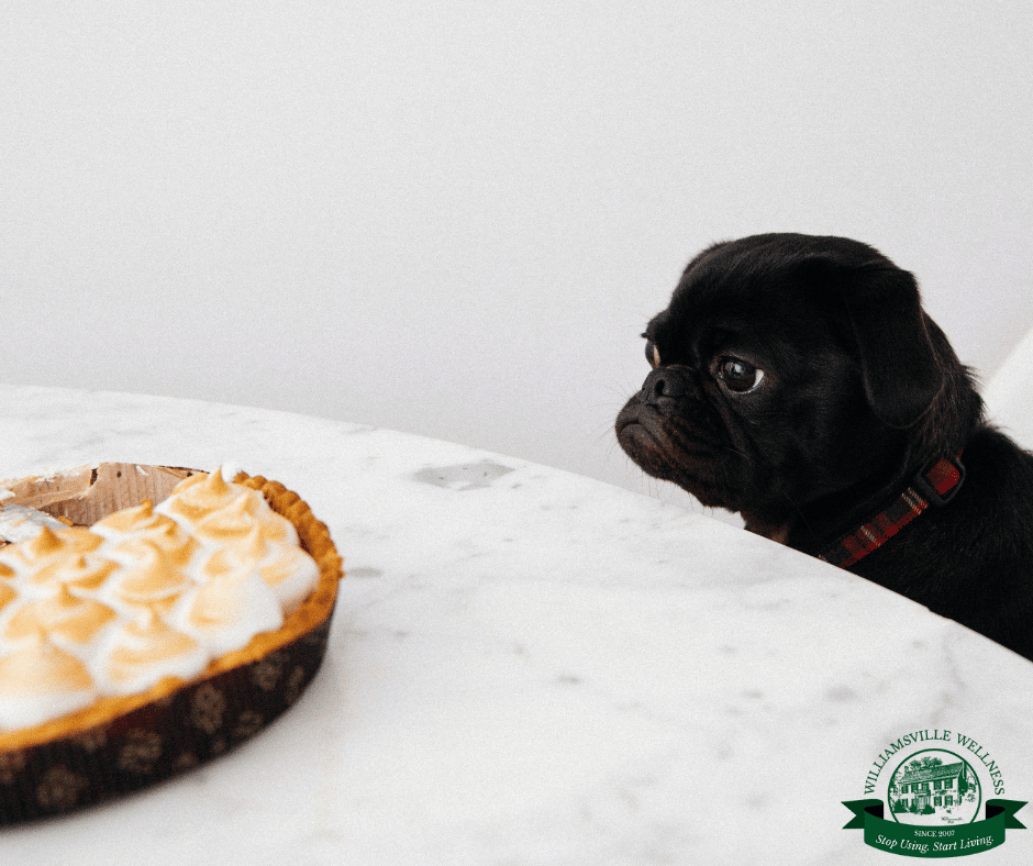 A small dog sitting at a table looking at a pie